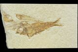 Fossil Fish (Knightia) Plate - Wyoming #126044-1